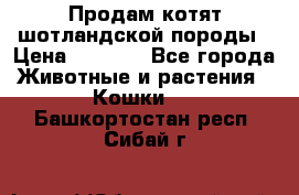 Продам котят шотландской породы › Цена ­ 2 000 - Все города Животные и растения » Кошки   . Башкортостан респ.,Сибай г.